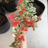 Cây hoa giấy cẩm thạch màu cam - Cây cảnh để bàn giá ưu đãi 55.000 VNĐ 9