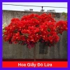 Cây Hoa Giấy Đỏ Lửa - Cây Cảnh Để Bàn Giá Ưu Đãi 75.000đ, Sắm Ngay