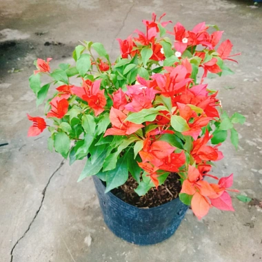 Cây Hoa Giấy Đỏ Lửa - Cây Cảnh Để Bàn Giá Ưu Đãi 75.000đ, Sắm Ngay 2