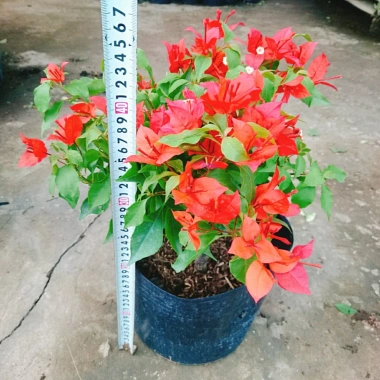 Cây Hoa Giấy Đỏ Lửa - Cây Cảnh Để Bàn Giá Ưu Đãi 75.000đ, Sắm Ngay 3