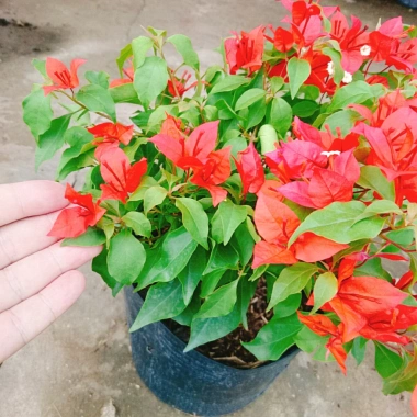 Cây Hoa Giấy Đỏ Lửa - Cây Cảnh Để Bàn Giá Ưu Đãi 75.000đ, Sắm Ngay 4