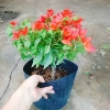 Cây Hoa Giấy Đỏ Lửa - Cây Cảnh Để Bàn Giá Ưu Đãi 75.000đ, Sắm Ngay 5
