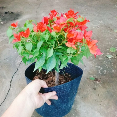 Cây Hoa Giấy Đỏ Lửa - Cây Cảnh Để Bàn Giá Ưu Đãi 75.000đ, Sắm Ngay 5