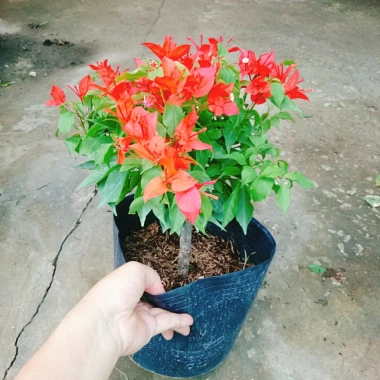 Cây Hoa Giấy Đỏ Lửa - Cây Cảnh Để Bàn Giá Ưu Đãi 75.000đ, Sắm Ngay 6