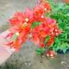 Cây Hoa Giấy Đỏ Lửa - Cây Cảnh Để Bàn Giá Ưu Đãi 75.000đ, Sắm Ngay 7