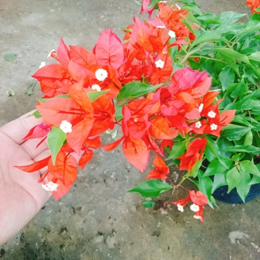 Cây Hoa Giấy Đỏ Lửa - Cây Cảnh Để Bàn Giá Ưu Đãi 75.000đ, Sắm Ngay 7