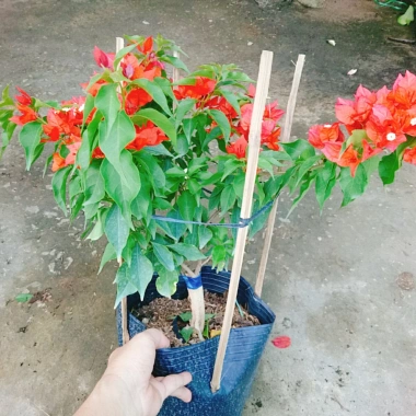 Cây Hoa Giấy Đỏ Lửa - Cây Cảnh Để Bàn Giá Ưu Đãi 75.000đ, Sắm Ngay 8