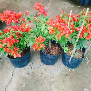 Cây Hoa Giấy Đỏ Lửa - Cây Cảnh Để Bàn Giá Ưu Đãi 75.000đ, Sắm Ngay 9