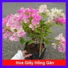 Cây Hoa Giấy Hồng Gân mới hồng nhạt, đẹp hơn sakura, giảm còn 72.000đ