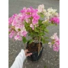 Cây Hoa Giấy Hồng Gân mới hồng nhạt, đẹp hơn sakura, giảm còn 72.000đ 2