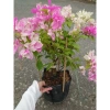 Cây Hoa Giấy Hồng Gân mới hồng nhạt, đẹp hơn sakura, giảm còn 72.000đ 3