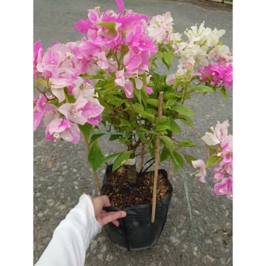 Cây Hoa Giấy Hồng Gân mới hồng nhạt, đẹp hơn sakura, giảm còn 72.000đ 3 Cây Hoa Giấy Hồng Gân mới hồng nhạt, đẹp hơn sakura, giảm còn 72.000đ 3