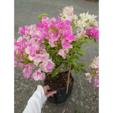 Cây Hoa Giấy Hồng Gân mới hồng nhạt, đẹp hơn sakura, giảm còn 72.000đ