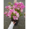 Cây Hoa Giấy Hồng Gân mới hồng nhạt, đẹp hơn sakura, giảm còn 72.000đ 5