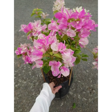 Cây Hoa Giấy Hồng Gân mới hồng nhạt, đẹp hơn sakura, giảm còn 72.000đ