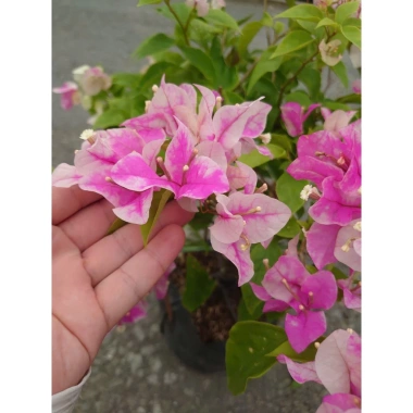 Cây Hoa Giấy Hồng Gân mới hồng nhạt, đẹp hơn sakura, giảm còn 72.000đ 6 Cây Hoa Giấy Hồng Gân mới hồng nhạt, đẹp hơn sakura, giảm còn 72.000đ 6