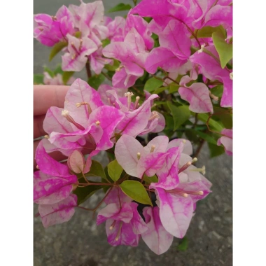 Cây Hoa Giấy Hồng Gân mới hồng nhạt, đẹp hơn sakura, giảm còn 72.000đ 7 Cây Hoa Giấy Hồng Gân mới hồng nhạt, đẹp hơn sakura, giảm còn 72.000đ 7