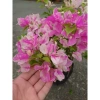 Cây Hoa Giấy Hồng Gân mới hồng nhạt, đẹp hơn sakura, giảm còn 72.000đ 8