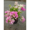 Cây Hoa Giấy Hồng Gân mới hồng nhạt, đẹp hơn sakura, giảm còn 72.000đ 9