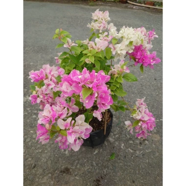 Cây Hoa Giấy Hồng Gân mới hồng nhạt, đẹp hơn sakura, giảm còn 72.000đ