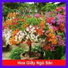 Cây Hoa Giấy Ngũ Sắc Đẹp 100% - Cây Cảnh Để Bàn Giá Rẻ 19.000 VND