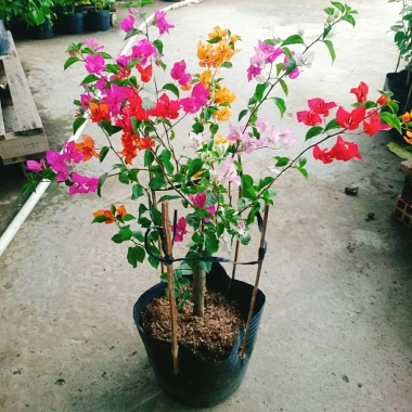 Cây Hoa Giấy Ngũ Sắc Đẹp 100% - Cây Cảnh Để Bàn Giá Rẻ 19.000 VND