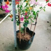 Cây Hoa Giấy Ngũ Sắc Đẹp 100% - Cây Cảnh Để Bàn Giá Rẻ 19.000 VND 3