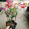 Cây Hoa Giấy Ngũ Sắc Đẹp 100% - Cây Cảnh Để Bàn Giá Rẻ 19.000 VND 4
