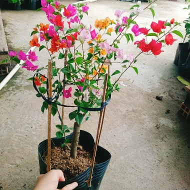 Cây Hoa Giấy Ngũ Sắc Đẹp 100% - Cây Cảnh Để Bàn Giá Rẻ 19.000 VND