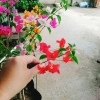 Cây Hoa Giấy Ngũ Sắc Đẹp 100% - Cây Cảnh Để Bàn Giá Rẻ 19.000 VND 5
