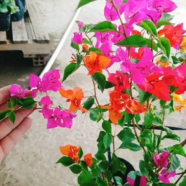 Cây Hoa Giấy Ngũ Sắc Đẹp 100% - Cây Cảnh Để Bàn Giá Rẻ 19.000 VND