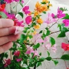 Cây Hoa Giấy Ngũ Sắc Đẹp 100% - Cây Cảnh Để Bàn Giá Rẻ 19.000 VND 7