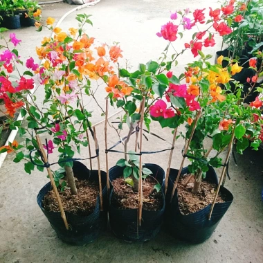 Cây Hoa Giấy Ngũ Sắc Đẹp 100% - Cây Cảnh Để Bàn Giá Rẻ 19.000 VND