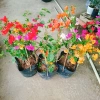Cây Hoa Giấy Ngũ Sắc Đẹp 100% - Cây Cảnh Để Bàn Giá Rẻ 19.000 VND 9