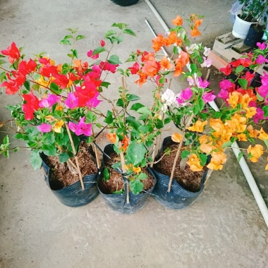 Cây Hoa Giấy Ngũ Sắc Đẹp 100% - Cây Cảnh Để Bàn Giá Rẻ 19.000 VND