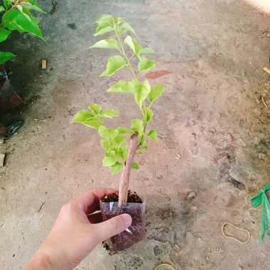 Cây Hoa Giấy Ngũ Sắc Đẹp 100% - Cây Cảnh Để Bàn Giá Rẻ 19.000 VND