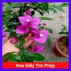 Cây Hoa Giấy Tím Pháp - Cây Cảnh Sân Vườn, Giá 75.000đ Khuyến Mãi Giá Tốt Cho Mọi Không Gian