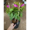 Cây Hoa Giấy Tím Pháp - Cây Cảnh Sân Vườn, Giá 75.000đ Khuyến Mãi Giá Tốt Cho Mọi Không Gian 2
