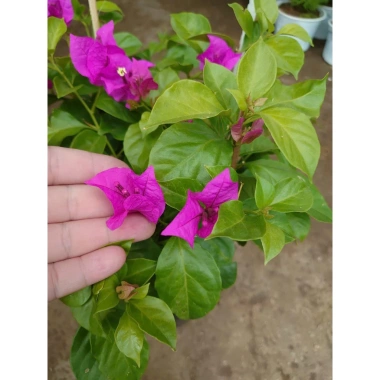 Cây Hoa Giấy Tím Pháp - Cây Cảnh Sân Vườn, Giá 75.000đ Khuyến Mãi Giá Tốt Cho Mọi Không Gian 3 Cây Hoa Giấy Tím Pháp - Cây Cảnh Sân Vườn, Giá 75.000đ Khuyến Mãi Giá Tốt Cho Mọi Không Gian 3