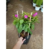 Cây Hoa Giấy Tím Pháp - Cây Cảnh Sân Vườn, Giá 75.000đ Khuyến Mãi Giá Tốt Cho Mọi Không Gian 4