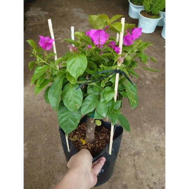 Cây Hoa Giấy Tím Pháp - Cây Cảnh Sân Vườn, Giá 75.000đ Khuyến Mãi Giá Tốt Cho Mọi Không Gian 5 Cây Hoa Giấy Tím Pháp - Cây Cảnh Sân Vườn, Giá 75.000đ Khuyến Mãi Giá Tốt Cho Mọi Không Gian 5
