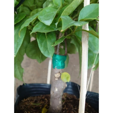 Cây Hoa Giấy Tím Pháp - Cây Cảnh Sân Vườn, Giá 75.000đ Khuyến Mãi Giá Tốt Cho Mọi Không Gian 6 Cây Hoa Giấy Tím Pháp - Cây Cảnh Sân Vườn, Giá 75.000đ Khuyến Mãi Giá Tốt Cho Mọi Không Gian 6