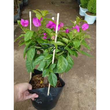 Cây Hoa Giấy Tím Pháp - Cây Cảnh Sân Vườn, Giá 75.000đ Khuyến Mãi Giá Tốt Cho Mọi Không Gian 7 Cây Hoa Giấy Tím Pháp - Cây Cảnh Sân Vườn, Giá 75.000đ Khuyến Mãi Giá Tốt Cho Mọi Không Gian 7
