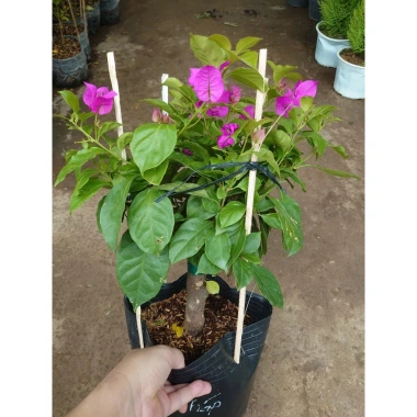 Cây Hoa Giấy Tím Pháp - Cây Cảnh Sân Vườn, Giá 75.000đ Khuyến Mãi Giá Tốt Cho Mọi Không Gian 8 Cây Hoa Giấy Tím Pháp - Cây Cảnh Sân Vườn, Giá 75.000đ Khuyến Mãi Giá Tốt Cho Mọi Không Gian 8