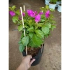 Cây Hoa Giấy Tím Pháp - Cây Cảnh Sân Vườn, Giá 75.000đ Khuyến Mãi Giá Tốt Cho Mọi Không Gian 9
