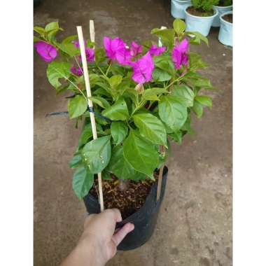 Cây Hoa Giấy Tím Pháp - Cây Cảnh Sân Vườn, Giá 75.000đ Khuyến Mãi Giá Tốt Cho Mọi Không Gian 9 Cây Hoa Giấy Tím Pháp - Cây Cảnh Sân Vườn, Giá 75.000đ Khuyến Mãi Giá Tốt Cho Mọi Không Gian 9