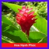 Cây hoa hạnh phúc - cây cảnh trong nhà, giảm 23k, chỉ 35.000đ, không gian xanh tươi