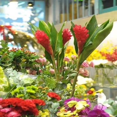 Cây hoa hạnh phúc - cây cảnh trong nhà, giảm 23k, chỉ 35.000đ, không gian xanh tươi