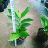Cây hoa hạnh phúc - cây cảnh trong nhà, giảm 23k, chỉ 35.000đ, không gian xanh tươi 8