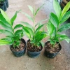 Cây hoa hạnh phúc - cây cảnh trong nhà, giảm 23k, chỉ 35.000đ, không gian xanh tươi 9